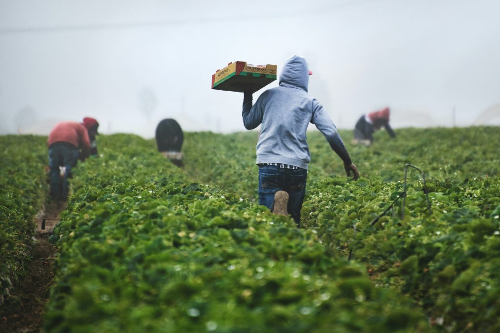 farm activity