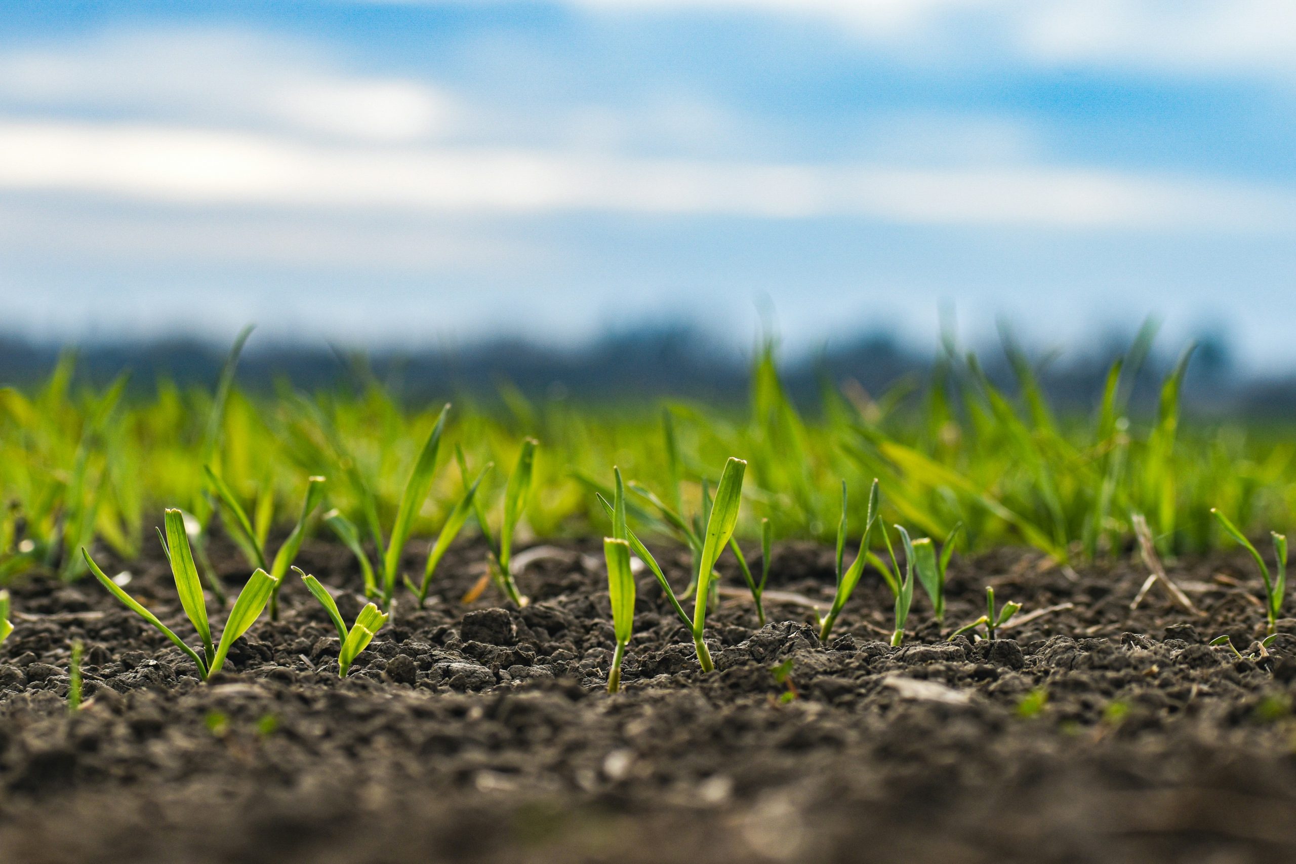 germinating plant