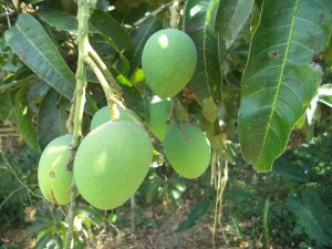 mango farming