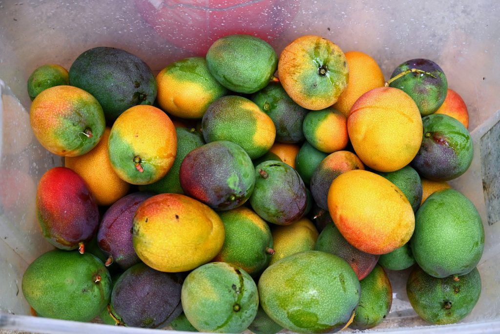 mango fruit