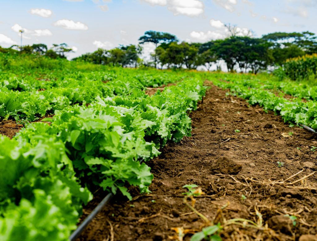 veges in farm