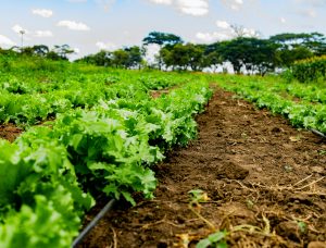 veges in farm