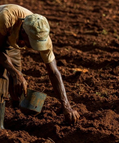 planting